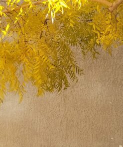 Wagner's 62050 Nyjer Seed Wild Bird Food, 10-Pound Bag 28 81TAgNrAO5L