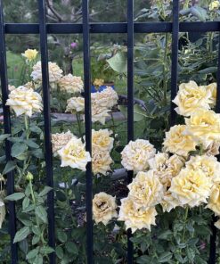 Scotts Super Bloom Water Soluble Plant Food, 2 lb - NPK 12-55-6 - Fertilizer for Outdoor Flowers, Fruiting Plants, Containers and Bed Areas - Feeds Plants Instantly 56 81TG9I7HrvL