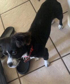 Solid Gold SeaMeal Multivitamin for Cats & Dogs - Kelp Powder Cat & Dog Supplement - Omega 3 & Digestive Enzymes for Skin & Coat, Gut + Immune Support - 1 LB 40 81TGbyw9 AL 1