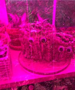 NAVAdeal 2 Pack Silver Highly Reflective Mylar Films, 82x 47Inch, Metallized Foil Covering Sheet, Garden Greenhouse Farming, Increase Plant Growth Save Power, Reduce Uneven Heat Environment Safe Pack of 2 33 81TJH8vGGL