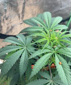 1500 Live Ladybugs - Good Bugs - Ladybugs - Guaranteed Live Delivery! 24 81TJw1W14L