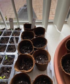 Seed Needs, Milkweed Seed Packet Collection to Attract Monarch Butterflies (6 Individual Seed Varieties to Plant) Heirloom & Untreated Seeds 6 Pack 41 81TKTStboHL