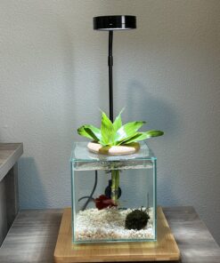 Marina CUBUS Glass Betta Kit – Elegant Glass Aquarium for Homes or Offices 42 81TMvJ4hL