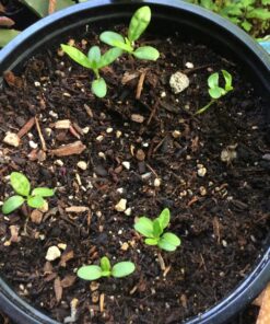 Seed Needs, Milkweed Seed Packet Collection to Attract Monarch Butterflies (6 Individual Seed Varieties to Plant) Heirloom & Untreated Seeds 6 Pack 31 81TNPXwIbOL