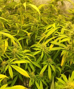 General Hydroponics FloraNectar FruitnFusion, Sweetener, 0-0-1, 1 qt., White 30 81TO30WHjcL