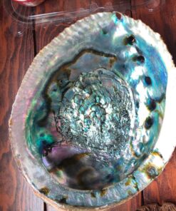 Hand Selected Abalone Shell, 6 Inches or Larger. Perfect for Holding Incense, Trinkets, and More 47 81TPWMnhsdL