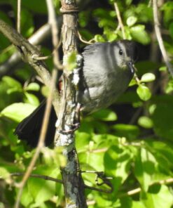 Nikon COOLPIX P900 Digital Camera (Black) 128 81TQDuLv3nL