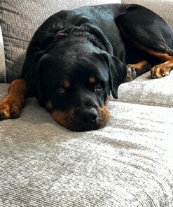 Dog Shock Collar with Flashing Light for Night Walks,Dog Training Collar with Adjustable Pitch Beep,Vibration,Shock and Keypad Lock,Dog Training Collar with Remote 4000FT,Shock Collar Dog 42 81TSwR9ydYL