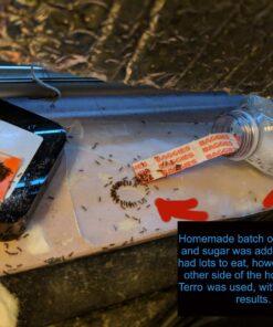 TERRO Liquid Ant Killer ll T200, 2 oz 48 81TYJefWtuL