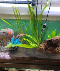 Jungle Vallisneria Rooted Plants 15-20 inches Tall - Easy Background Aquarium Plants 30 81Tar5e5f5L