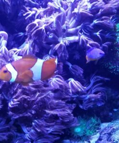 MarineLand Diamond Media Premium Activated Carbon, Blacks & Grays, 40-Ounce (PA0373) 42 81ThRObDiML