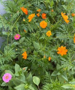 Seed Needs, Large 2.1 Ounce Package of 7,000+ Crazy Mix Cosmos Seed Mixture for Planting (Cosmos Bipinnatus Butterfly Attracting Cosmos Mixture) 10+ Varieties Open Pollinated - Bulk Large Pack (7,000 Seeds) 45 81TqJDDfo5L