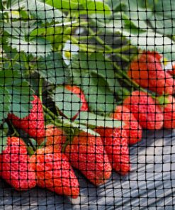 ASPECTEK Bird Net for Gardens and Crops (6.56 x 20 feet) 22 81TsSSpZWVL