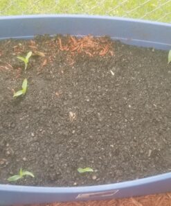 Seed Needs, 230+ Peaches & Cream Sweet Corn Seeds (Zea mays) Untreated and Non-GMO Bulk 25 81TsZer0yiL