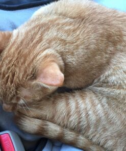 FELIWAY Classic Cat Calming Pheromone Travel Spray (20 mL) 1.8"L x 1.8"W x 3.8"Th 28 81U qxCGLTL