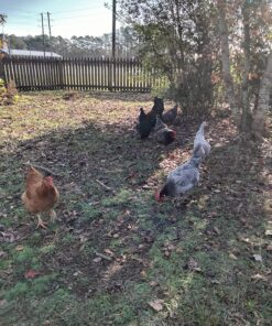 Best Choice Products 80in Outdoor Wooden Chicken Coop Multi-Level Hen House, Poultry Cage w/Ramps, Run, Nesting Box, Wire Fence, 3 Access Areas 50 81U2jLk0nIL