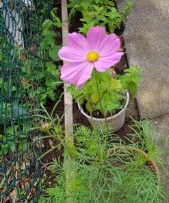 Cosmos Seeds Wildflower Mixture - Bulk 1 Ounce Packet - Over 5,000 Seeds - Pink, Yellow, Orange, Red, Purple and White Mixed Species! 1 Ounce Pouch 47 81U7PhAXbNL