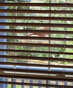 Wild Birds of Joy Bird House Window Bird Feeder with 4 Super Strong Suction Cups & Locking, Sliding Seed Tray, Extra Large, Clear Acrylic, Outdoor Bird Feeders, Outside View of Cardinal and Blue Jay 29 81UCLLXnSnL 2