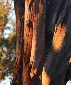 Nikon COOLPIX P900 Digital Camera (Black) 125 81UHIe omEL