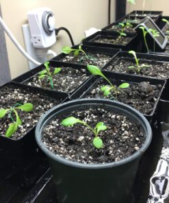 7 Varieties of Leafy Power Green Organic Seeds, Non-GMO Seeds for Planting, Heirloom Seeds - Spinach Seeds, Arugula, Kale, Lolla Rossa Lettuce Seeds, Buttercrunch, Gourmet Mix Lettuce, Swiss Chard 53 81UHjkeVC7L