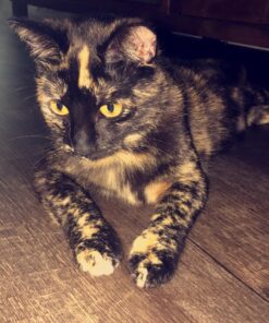 JW Petmate GripSoft Cat Brush, White & Blue, One Size 20 81UIMz6YQcL