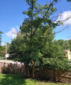 Husqvarna Functional Apron Chainsaw Chaps 38-Inch, Chainsaw Safety Equipment with 5 Layers, Adjustable Belt and Gear Pocket, Black 38 in. Black/Gray 11 81UISsZnD2L