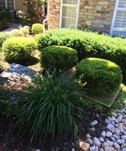 BLACK+DECKER 20V MAX Cordless Hedge Trimmer with Power Command Powercut, 22-Inch (LHT321FF) 20V Hedge Trimmer Kit 26 81UIY9uHrL