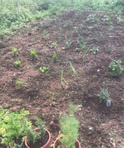 Flexrake 1000L Hula-Ho Weeder Cultivator with 54-Inch Wood Handle 7 81UVQJu3P6L