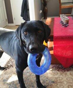 KONG - Squeezz® Ring - Strong Squeaky Dog Toy, bounces and squeaks even if punctured - For Large Dogs (Assorted Colors) 28 81UWATyMviL