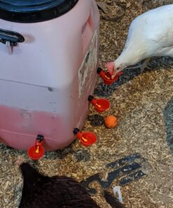 MOTOKU Poultry Quail Chicken Hen Duck Automatic Water Drinking Cups Waterer Drinker with Nuts 30 Pack 18 81UWGO x3qL