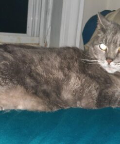 TEMPTATIONS Classic Crunchy and Soft Cat Treats Tasty Chicken Flavor, 16 oz. Tub 43 81UWry14zbL