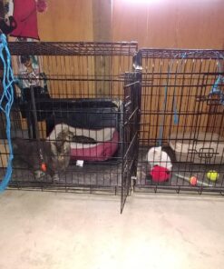 Dog Crates for Extra Large Dogs - XXL Dog Crate 48" Pet Cage Double-Door Best for Big Pets - Wire Metal Kennel Cage & Tray - in-Door Foldable & Portable for Animal Out-Door Travel 48.0"L x 29.0"W x 32.0"H 31 81UXGsN6 CL