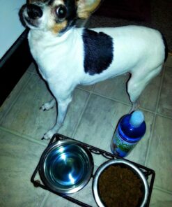 EBPP Advanced Pet Dental Care Water Additive - Premium Cat & Dog Dental Care and Dog Breath Freshener - No Brush Formula Tartar & Plaque Remover for Dogs Teeth 40 81UY81YrzDL