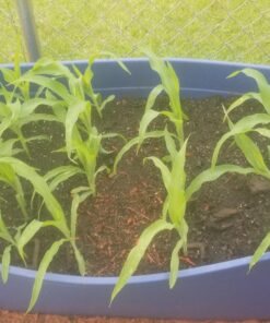 Seed Needs, 230+ Peaches & Cream Sweet Corn Seeds (Zea mays) Untreated and Non-GMO Bulk 26 81Ub 8fjDFL