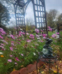 Monarch Butterfly Rescue Wildflower Seed Packet Bulk Open-Pollinated Wildflower, No Fillers, Annuals, Perennials and Milkweed Seeds for Monarch Butterfly1oz 47 81UdIJg8LoL