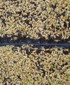 10 Plant Growing Trays (No Drain Holes) - 20" x 10" - Perfect Garden Seed Starter Grow Trays: for Seedlings, Indoor Gardening, Growing Microgreens, Wheatgrass & More - Soil or Hydroponic Black No drain holes 41 81UdNGneFNL