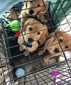 Humane Dog Bark Collar 2 Pack | Anti Barking Training Collar | Vibrating, No Shock Stop Barking for Small Medium Large Dogs | Excessive Barking Pet Corrector, (Battery) Orange & Blue Battery 44 81Uoos4RexL