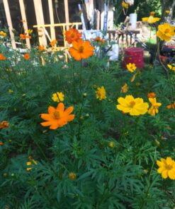 2,000 Seeds of Sulphur Cosmos, Bright Lights Mix by Seeds2Go 30 81UpE9grKxL