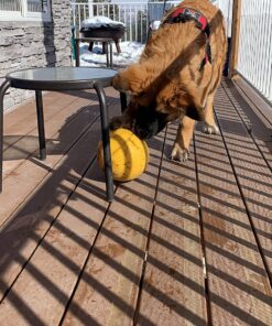 Jolly Pets Jolly Egg Dog Toy, 12 Inches/Large, Yellow Large (12 in) 31 81Ur4OvTh2L