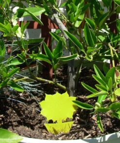 Alternative view of Yellow Dual Sticky Fly Traps (10 Pack) for Fruit Fly Gnat Whiteflies Fungus Gnats Small Insects Houseplant Eco Friendly 21C Save A Garden Flower Shape