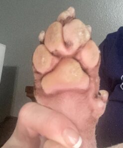 Paw Nectar Dog Paw Balm - Heals, Repairs & Restores Dry, Cracked & Damaged Paws - 100% Organic & Natural Cream Butter, Wax, Moisturizer & Protection for Dog Feet & Foot Pads - Effective & Safe - 2 Oz 41 81V Llo6lkL