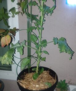 EZ Straw Seeding Mulch with Tack - Biodegradable Organic Processed Straw – 2.5 CU FT Bale (Covers up to 500 sq. ft.), Multi 43 81V6M7xd L