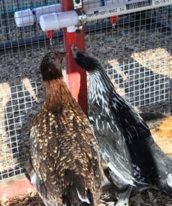 5 Chicken Nipples & Tees Poultry Automatic Watering + PVC Fitting 9 81V8fJeUsRL