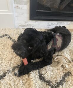 Nylabone Classic Power Chew Toys Twin Pack - Dog Toys for Aggressive Chewers - Tough & Durable Dog Bones for Large Dogs - Bacon and Chicken Flavors, Large/Giant (2 Count) Large/Giant - Up to 50 lbs. Variety 30 81V9Cvx21cL 1