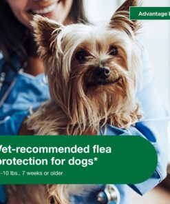 Advantage II Small Dog Vet-Recommended Flea Treatment & Prevention | Dogs 3-10 lbs. | 6-Month Supply 16 81VAcgcVugL