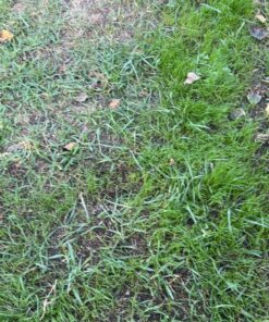 Scotts Turf Builder Grass Seed Quick Fix Mix Fast Growing Turf for a Temporary Lawn, 3 lbs. 3 lb. 59 81VDCNo 6iL