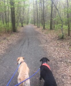 Dual Dog Leash - Double Dog Leash for Two Dogs - Tangle Free - Heavy Duty Double Ended Tandem Leash with Padded Handle for Small Medium or Large Dogs Black 35 81VEfArF7L