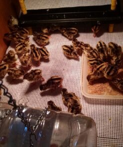 Premier Chick Brooder Heating Plate - 16" x 24" 23 81VEfb66fLL