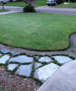 Scotts Liquid Turf Builder Lawn Food 32 oz. 3 81VFjIMtGkL