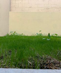 Scotts Turf Builder Grass Seed Fall Overseeding Mix, Thickens & Strengthen to Help Prevent Future Weeds, 15 lbs. 15 lb. 39 81VGmAhzxiL